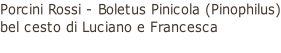 Porcini Rossi - Boletus Pinicola (Pinophilus) bel cesto di Luciano e Francesca