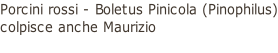 Porcini rossi - Boletus Pinicola (Pinophilus) colpisce anche Maurizio