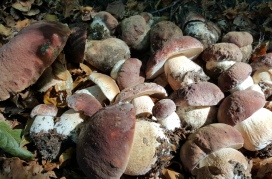 funghi 2013 ottobre