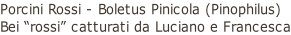 Porcini Rossi - Boletus Pinicola (Pinophilus)  Bei “rossi” catturati da Luciano e Francesca